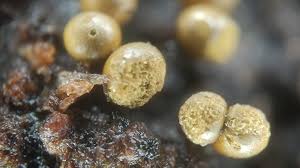 Attēlu rezultāti vaicājumam “Trichia alpina macro”