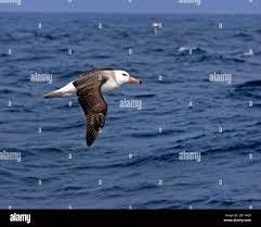 Image result for Thalassarche melanophris