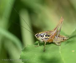 Attēlu rezultāti vaicājumam “Metrioptera roeselii”