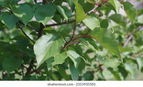 Attēlu rezultāti vaicājumam “Prunus armeniaca leaf”