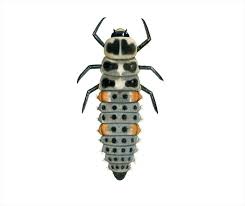 Attēlu rezultāti vaicājumam “Halyzia sedecimguttata”