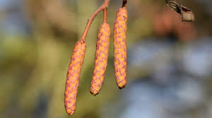 Attēlu rezultāti vaicājumam “Alnus incana fruit”