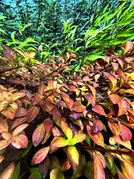 Attēlu rezultāti vaicājumam “Trapa natans leaf”