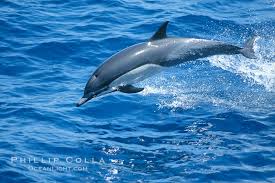 Image result for Delphinus delphis