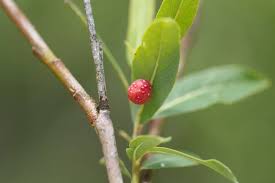 Attēlu rezultāti vaicājumam “Euura acutifoliae”