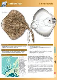 Image result for Raja undulata