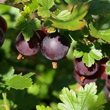 Attēlu rezultāti vaicājumam “Ribes uva-crispa fruit”