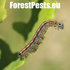 Attēlu rezultāti vaicājumam “Malacosoma neustria larva”