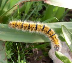 Attēlu rezultāti vaicājumam “Lasiocampa trifolii”