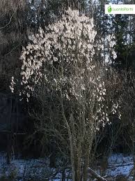 Attēlu rezultāti vaicājumam “Salix pentandra flower”