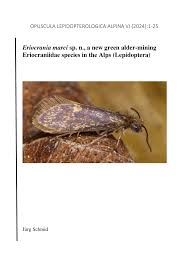 Attēlu rezultāti vaicājumam “Eriocraniidae”