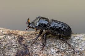 Attēlu rezultāti vaicājumam “Sinodendron cylindricum”