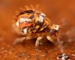 Attēlu rezultāti vaicājumam “Symphypleona”