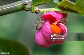 Attēlu rezultāti vaicājumam “Euonymus fruit”