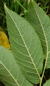 Attēlu rezultāti vaicājumam “Juglans x sinensis leaf”