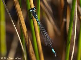 Attēlu rezultāti vaicājumam “Coenagrion armatum”