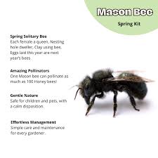 Image result for Boccia In Epsom & Ewell (Bees)