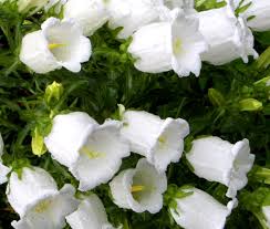 Image result for Campanula medium