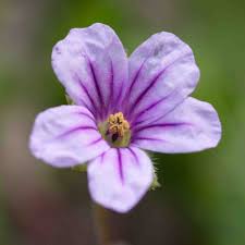 Attēlu rezultāti vaicājumam “Geraniaceae”