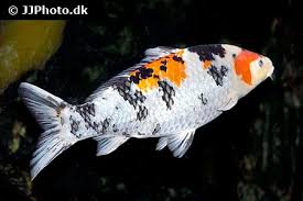 Image result for Cyprinus rubrofuscus