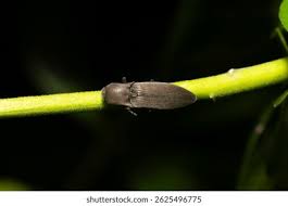 Attēlu rezultāti vaicājumam “Athous sp.”