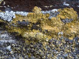 Attēlu rezultāti vaicājumam “Calicium adspersum”