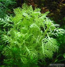 Attēlu rezultāti vaicājumam “Hottonia palustris leaf”