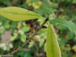 Attēlu rezultāti vaicājumam “Daphne mezereum leaf”