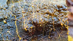 Attēlu rezultāti vaicājumam “Diderma subincarnatum”