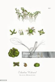 Attēlu rezultāti vaicājumam “Elatine hydropiper”