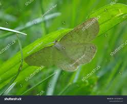 Attēlu rezultāti vaicājumam “Cabera exanthemata male”