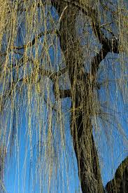 Attēlu rezultāti vaicājumam “Salix x sepulcralis”