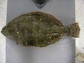 Image result for Paralichthys lethostigma