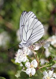 Attēlu rezultāti vaicājumam “Aporia crataegi female”