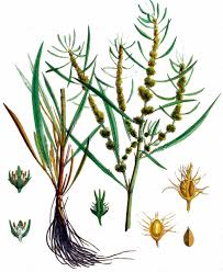 Attēlu rezultāti vaicājumam “Rumex maritimus leaf”