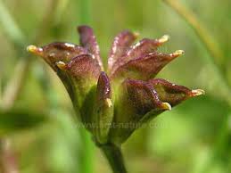 Attēlu rezultāti vaicājumam “Caltha palustris leaf”