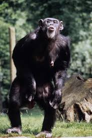 Attēlu rezultāti vaicājumam “Troglodytes troglodytes adult”