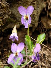 Attēlu rezultāti vaicājumam “Viola collina leaf”