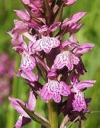 Attēlu rezultāti vaicājumam “Dactylorhiza russowii”
