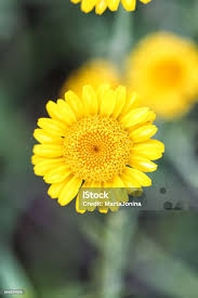 Image result for Anthemis tinctoria