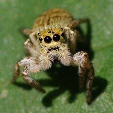 Attēlu rezultāti vaicājumam “Xanthogramma sp.”