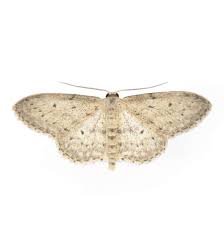 Attēlu rezultāti vaicājumam “Idaea seriata”