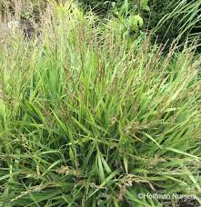 Attēlu rezultāti vaicājumam “Calamagrostis canescens fruit”