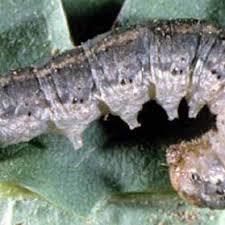 Attēlu rezultāti vaicājumam “Agrotis ripae larva”