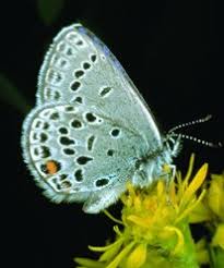 Attēlu rezultāti vaicājumam “Vacciniina optilete underside”