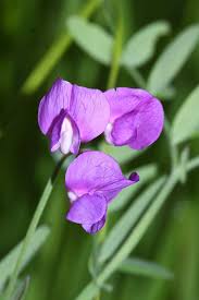 Attēlu rezultāti vaicājumam “Lathyrus palustris flower”