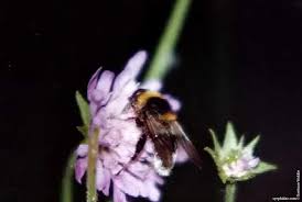 Attēlu rezultāti vaicājumam “Sericomyia lappona”