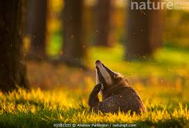 Attēlu rezultāti vaicājumam “Meles meles adult”