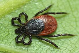 Attēlu rezultāti vaicājumam “Ixodes female”
