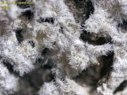 Attēlu rezultāti vaicājumam “Lachnella alboviolascens”